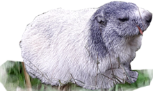 Nos amis les marmottes marmotte